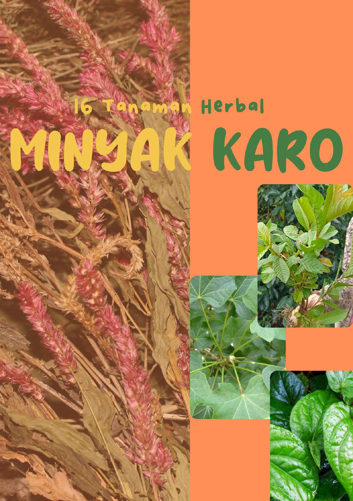 Cover of 16 Tanaman Herbal Minyak Karo