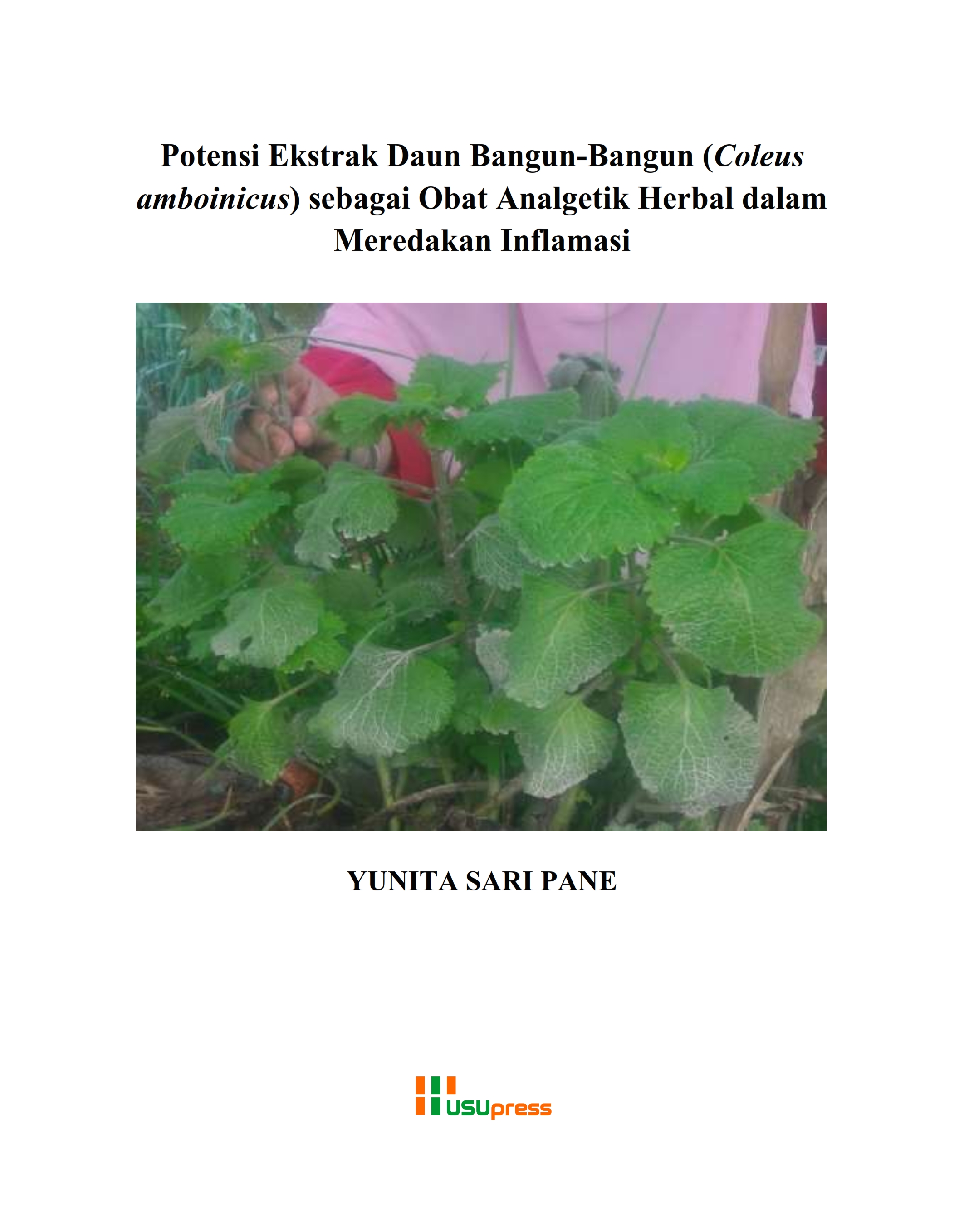 Cover of Potensi Ekstrak Daun Bangun-Bangun (Coleus amboinicus) sebagai Obat Analgetik Herbal dalam Meredakan Inflamasi